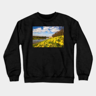 Springtime daffodils at Chatsworth, Derbyshire, UK Crewneck Sweatshirt